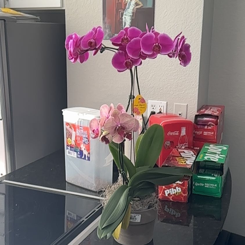 Photo of the plant species Western Orchid by @TranquilBeech named Lila on Greg, the plant care app