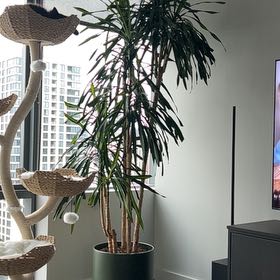 Photo of the plant species Madagascar Dragon Tree by @MotherWakerobin named Rikki on Greg, the plant care app