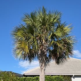 Photo of the plant species Blue Palmetto by @PerkyBabystears named Queen on Greg, the plant care app