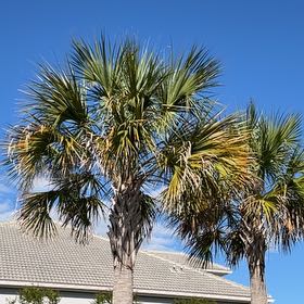 Photo of the plant species Blue Palmetto by @PerkyBabystears named Duke on Greg, the plant care app