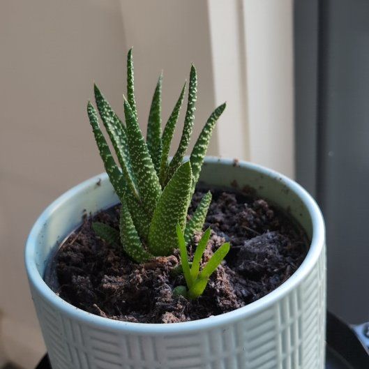 Photo of the plant species Gasworthia 'Banded Pearls' by @FunGardencress named Apollo on Greg, the plant care app