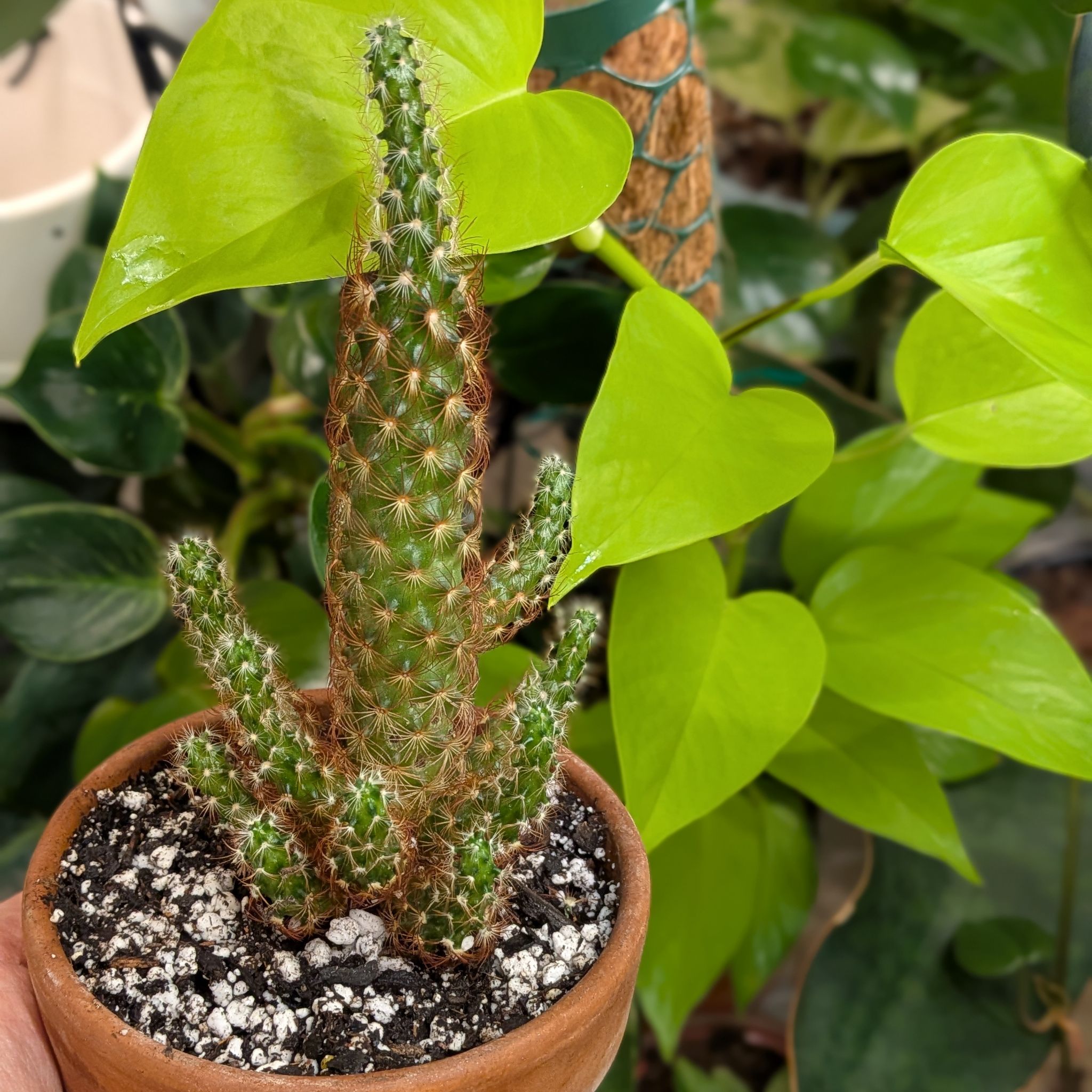 Photo of the plant species Lady Finger Cactus 'Copper King' by @SteadyCowshorn named Ulysses S Plant on Greg, the plant care app