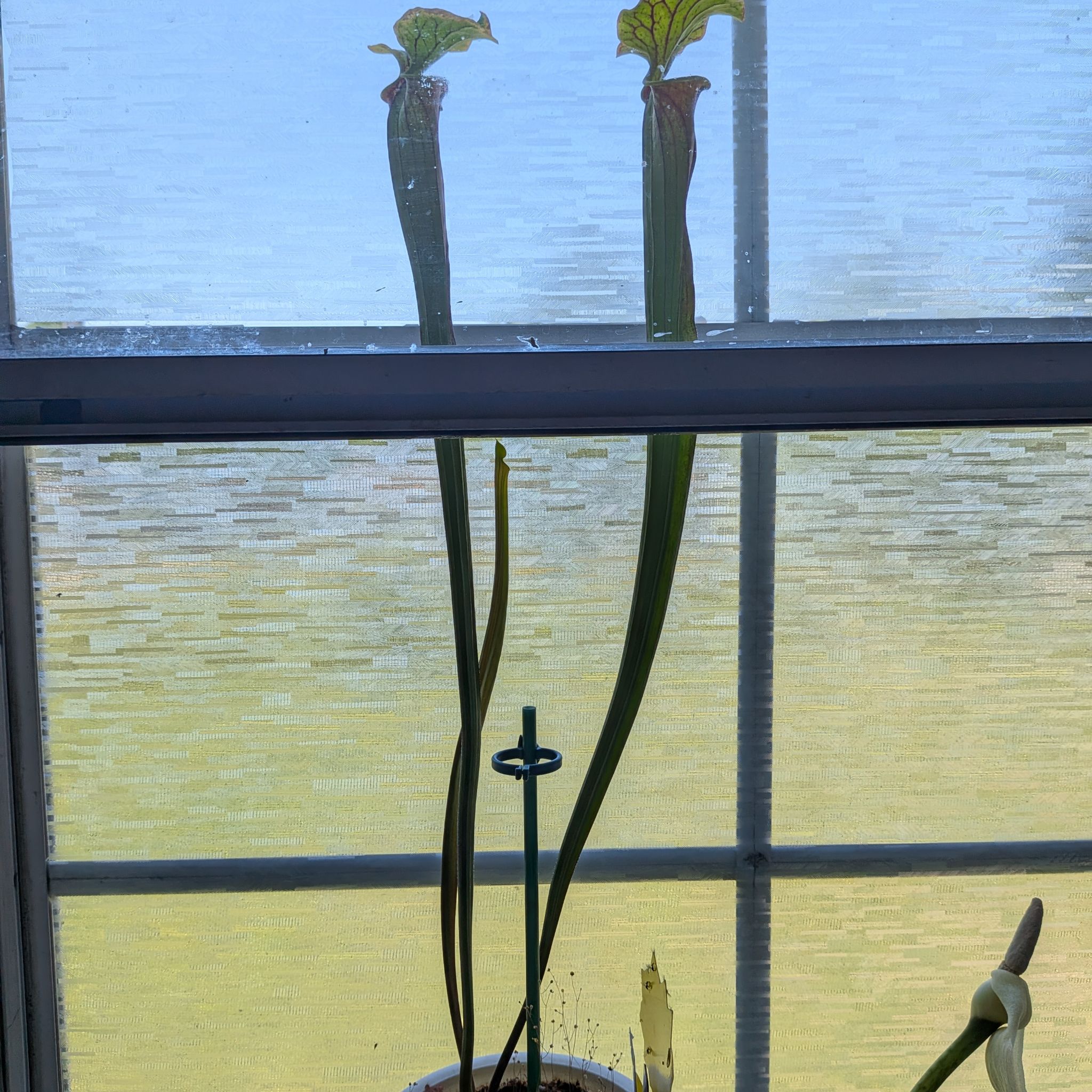 Photo of the plant species Yellow Pitcher Plant by @SteadyCowshorn named Clooney on Greg, the plant care app