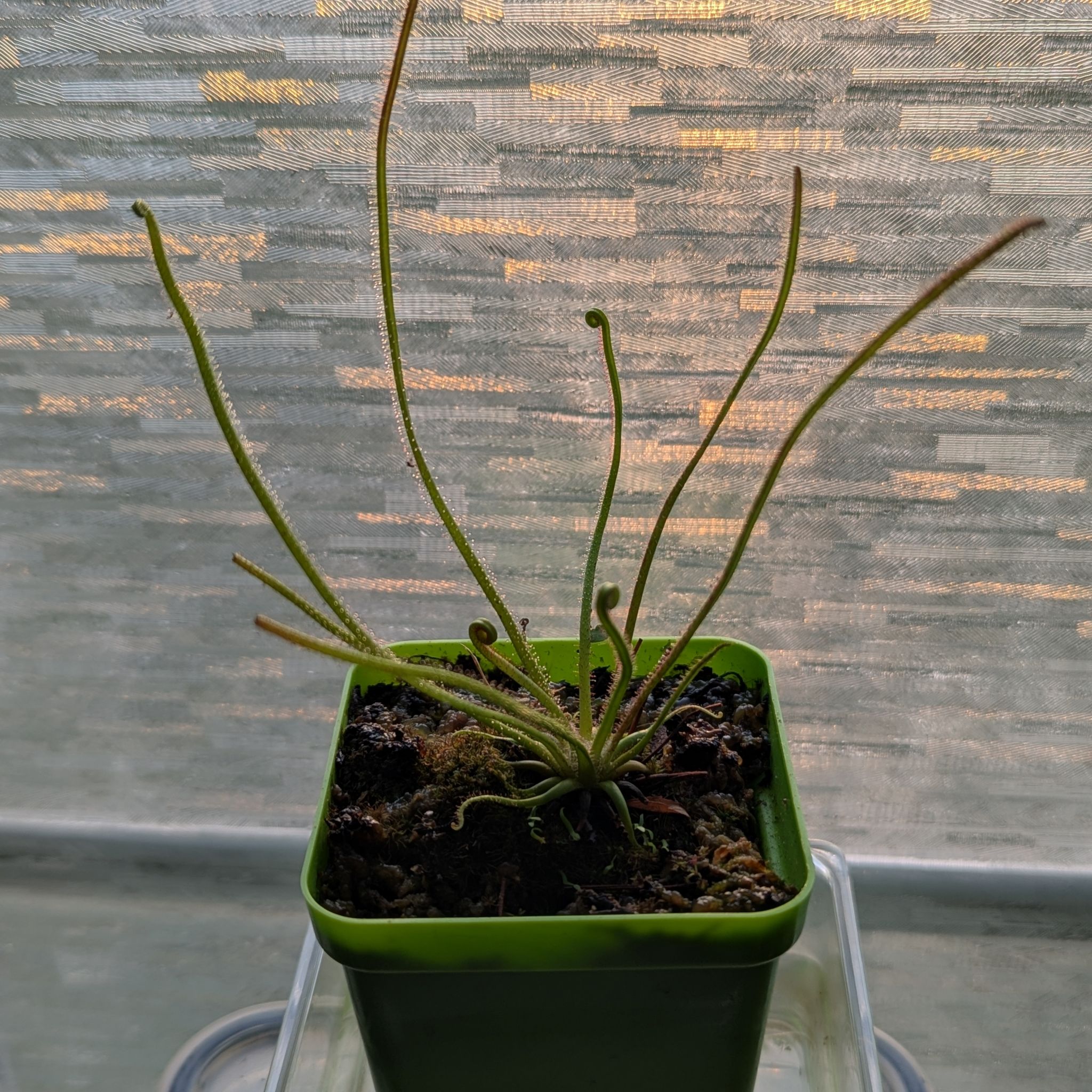 Photo of the plant species English Sundew by @SteadyCowshorn named Mochi on Greg, the plant care app