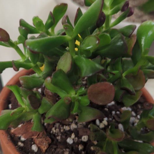 Photo of the plant species Ogre Ears by @SteadyCowshorn named Hemingway on Greg, the plant care app