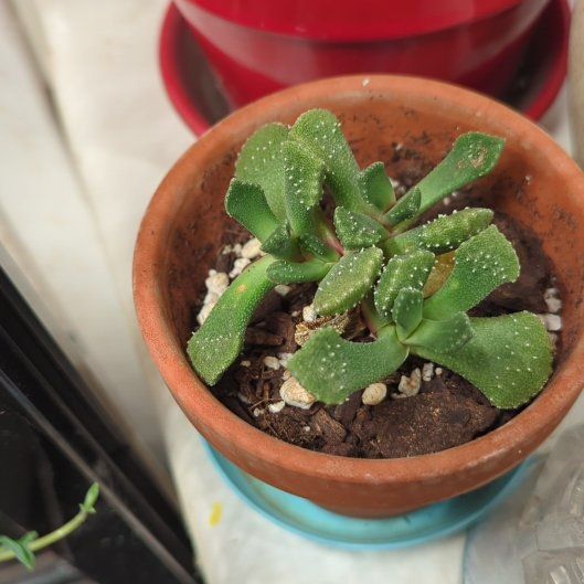Photo of the plant species Aloinopsis luckhoffii by @SteadyCowshorn named Zion on Greg, the plant care app