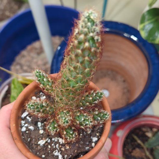 Photo of the plant species Lady Finger Cactus 'Copper King' by @SteadyCowshorn named Ulysses S Plant on Greg, the plant care app