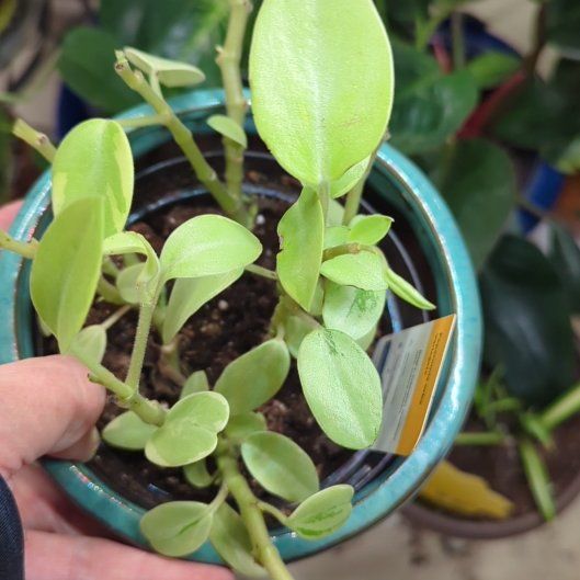 Photo of the plant species Variegated Teardrop Peperomia by @SteadyCowshorn named Stella on Greg, the plant care app
