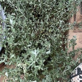 Photo of the plant species Tree Germander by @HealthyBacchus named Mochi on Greg, the plant care app