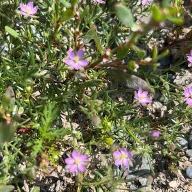 Photo of the plant species Media Sandspurry by @BraveCedarofgoa named Gates on Greg, the plant care app