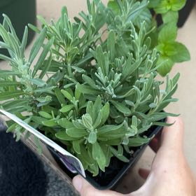 Photo of the plant species Hidcote Blue Lavender by @RealCandykisses named Gaga on Greg, the plant care app