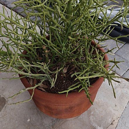 Photo of the plant species Euphorbia 'Briar Patch' by @PremiumWharangi named Osmo on Greg, the plant care app
