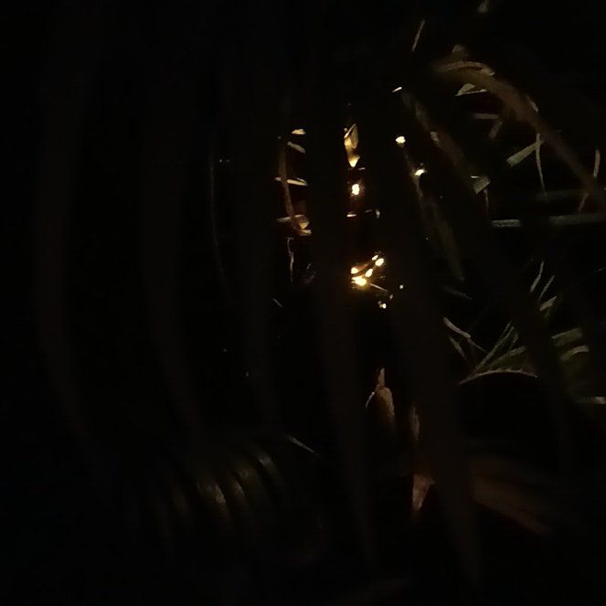 Photo of the plant species Giant Barrel Cactus by @RadPaleprimrose named Khaleesi on Greg, the plant care app