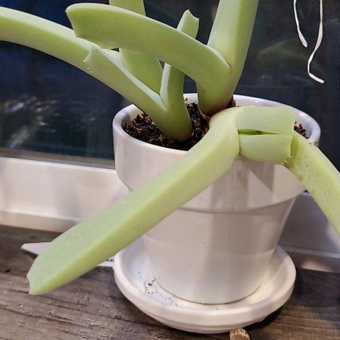 Photo of the plant species Lobster Claws by @ZanyHairbrush named Marley on Greg, the plant care app