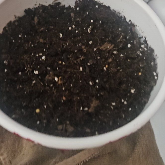 Photo of the plant species Black Rose by @SpecialZzplant named Messi on Greg, the plant care app
