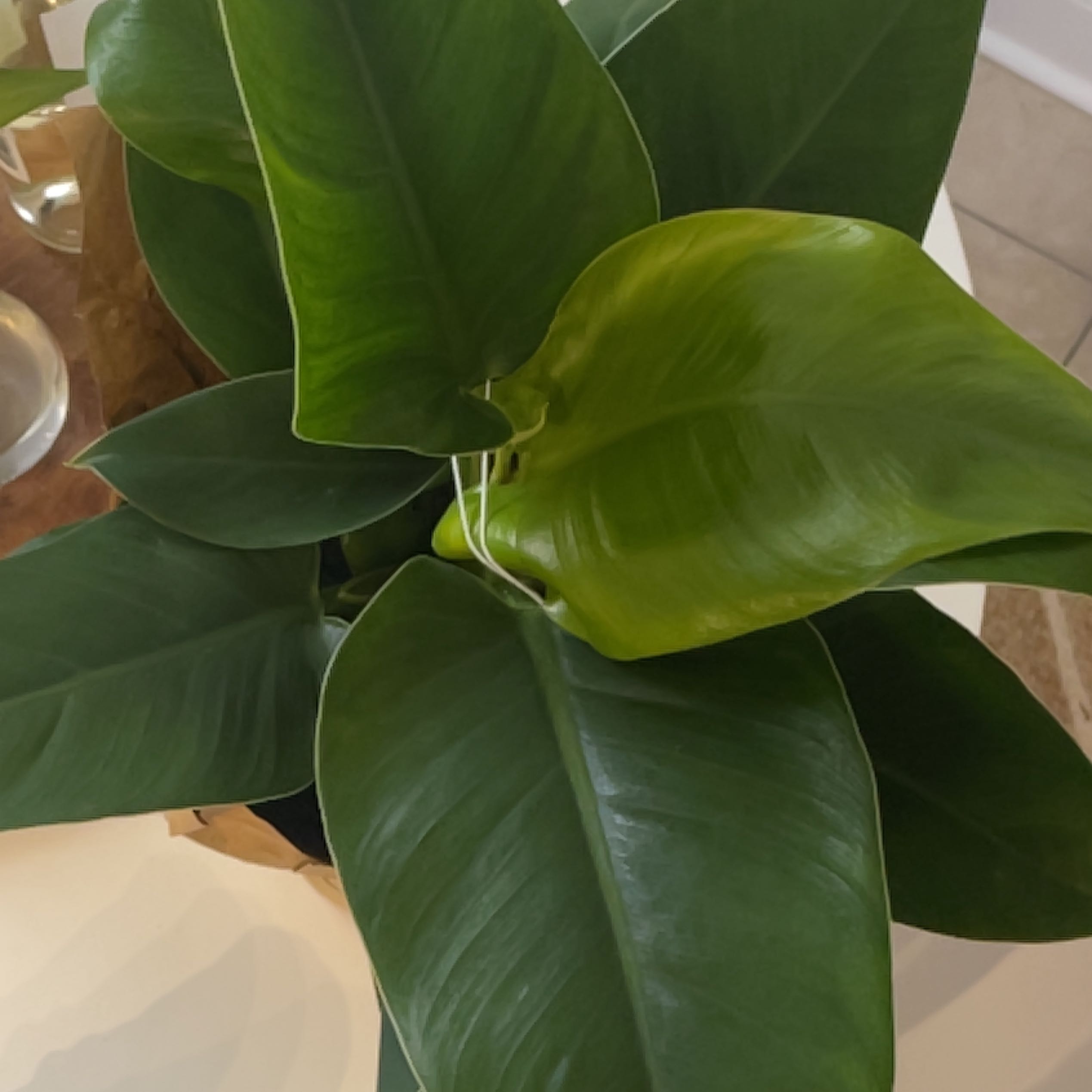 Philodendron 'Moonlight' with vibrant green leaves, appearing healthy.