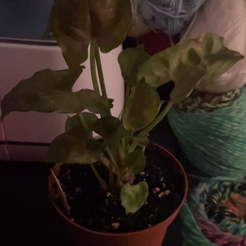 Photo of the plant species Arrowhead Plant by @BeneficialAlula named Shakira on Greg, the plant care app