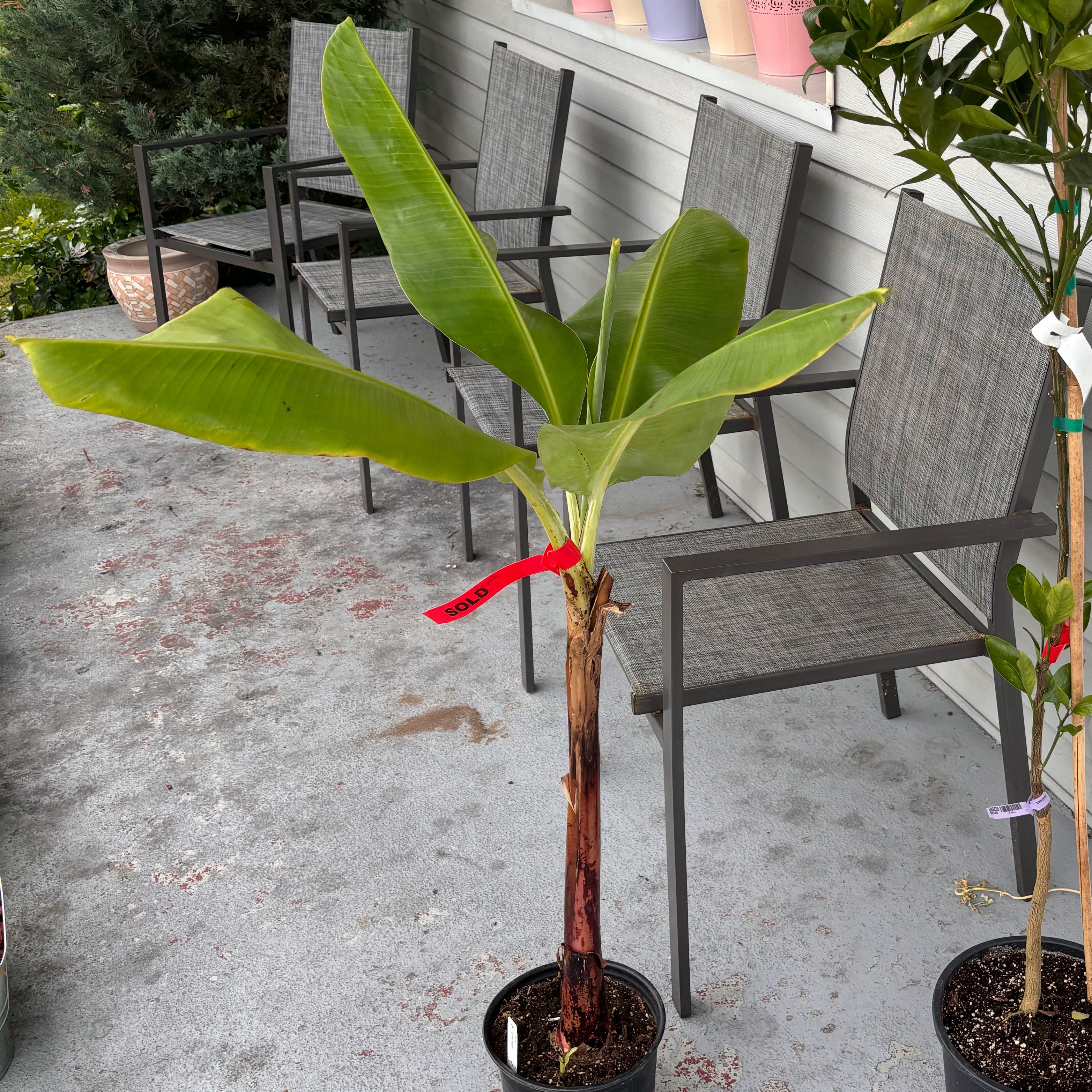 Photo of the plant species Grand Nain Banana by @TopBubbleplant named Chiquita on Greg, the plant care app