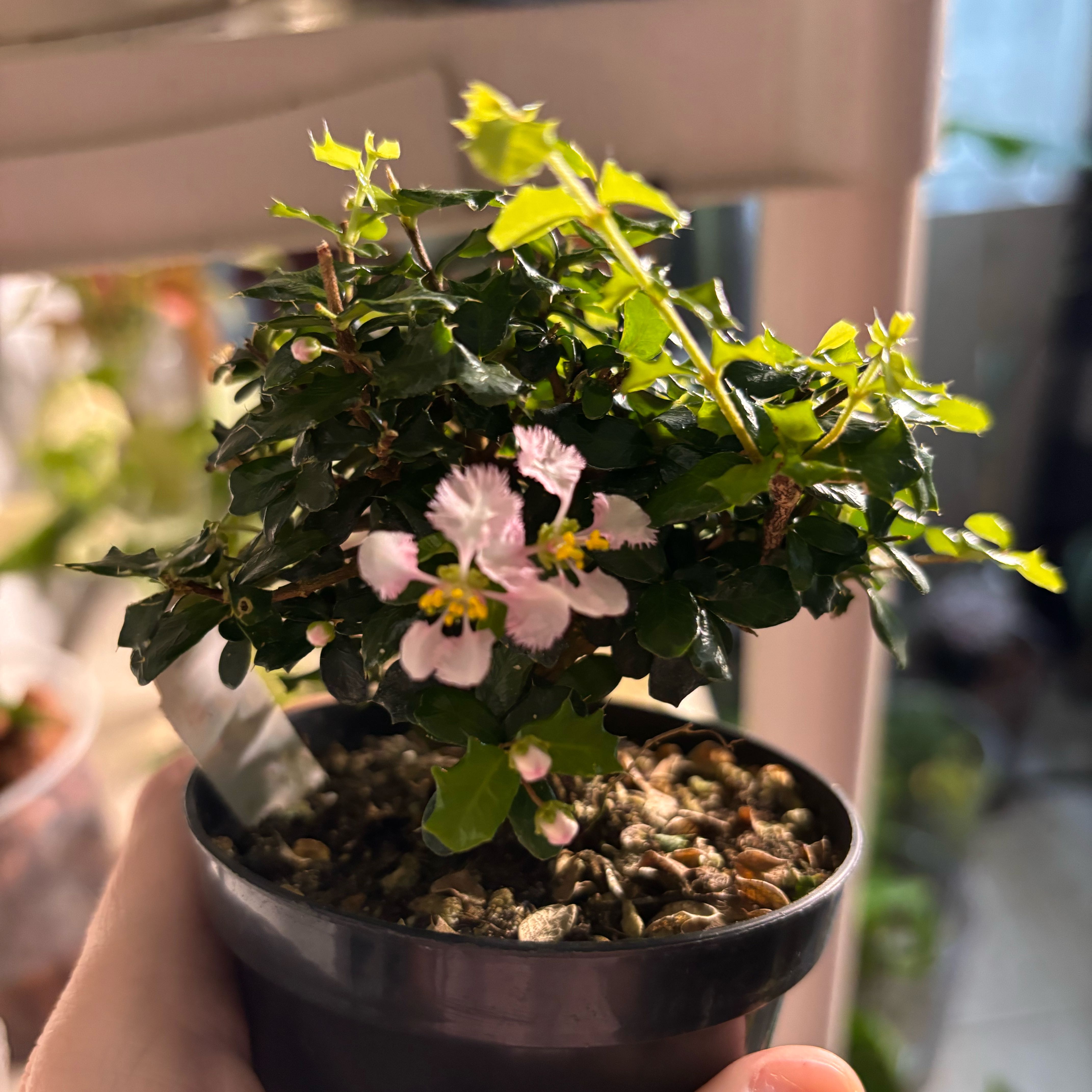Photo of the plant species Singapore Holly by @TopBubbleplant named Gomez on Greg, the plant care app