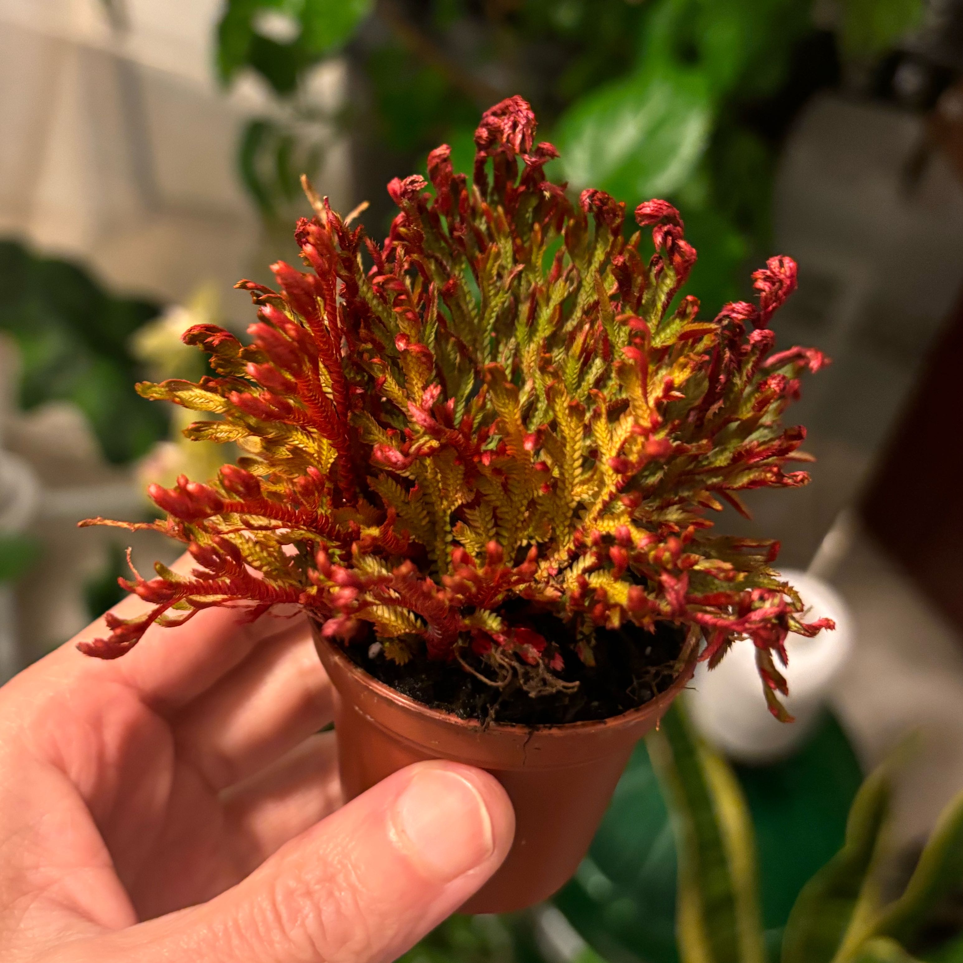 Photo of the plant species Ruby Red Club Moss by @TopBubbleplant named Bieber on Greg, the plant care app
