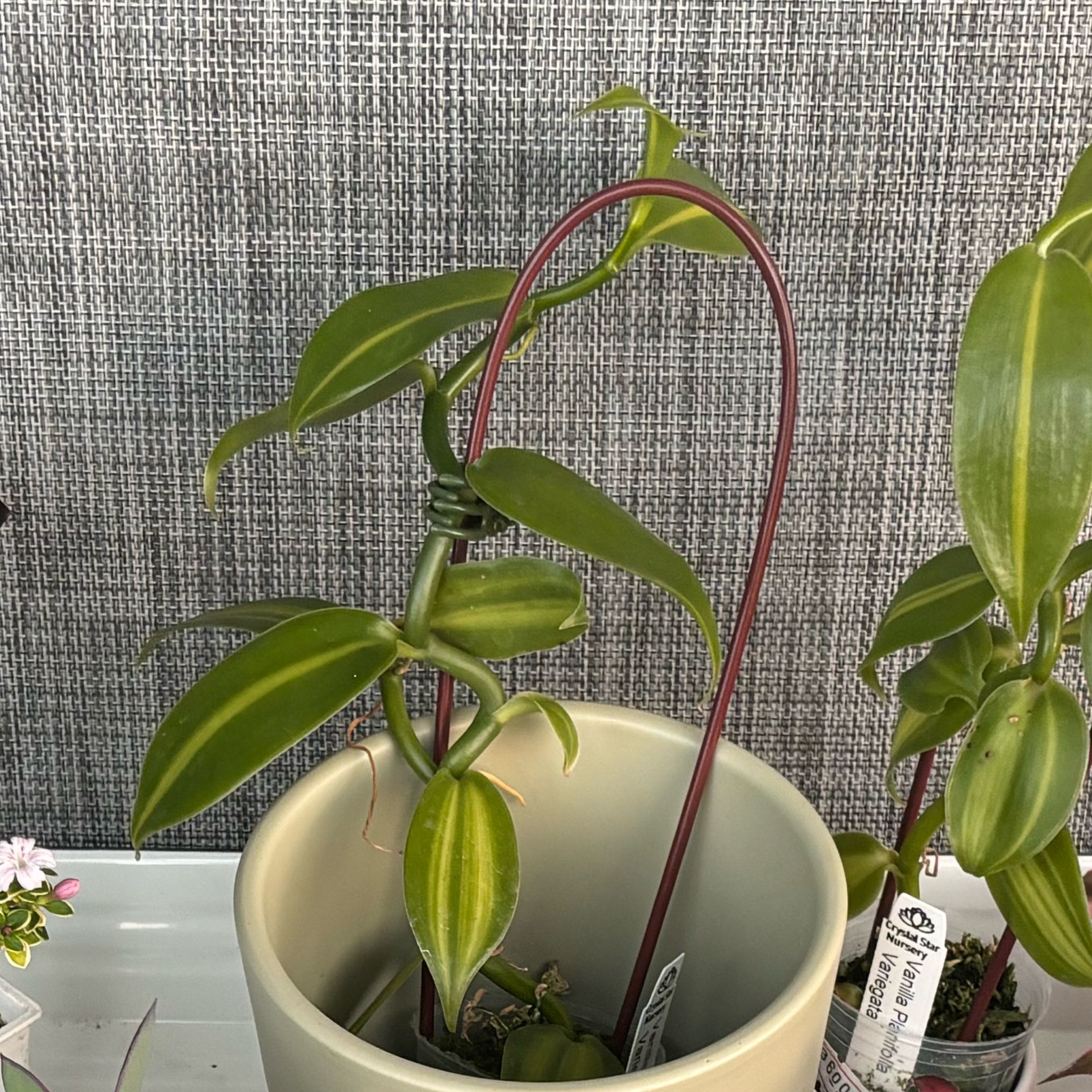 Photo of the plant species Vanilla Bean Plant by @TopBubbleplant named Gaga on Greg, the plant care app