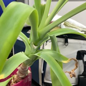 Photo of the plant species Albuca Bracteata by @HeritrixRedfir named Leaf Erickson on Greg, the plant care app