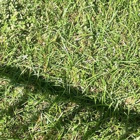 Photo of the plant species Kikuyugrass by @HeritrixRedfir named Walt on Greg, the plant care app