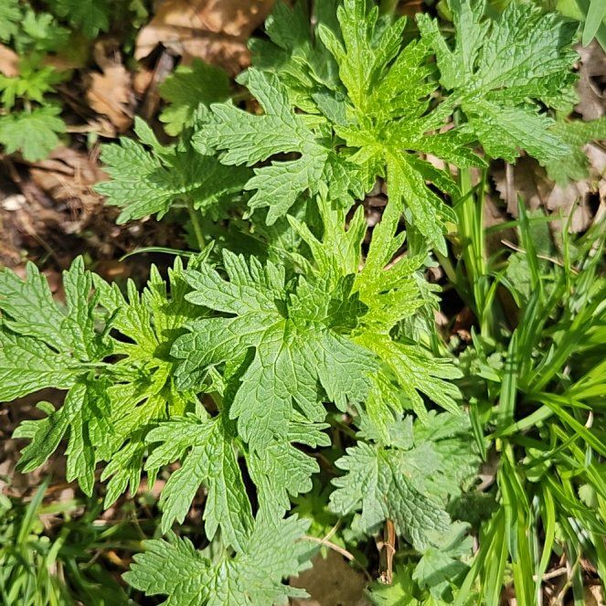 Photo of the plant species Common Motherwort by @MovingPetunia38 named Bigleef Smalls on Greg, the plant care app