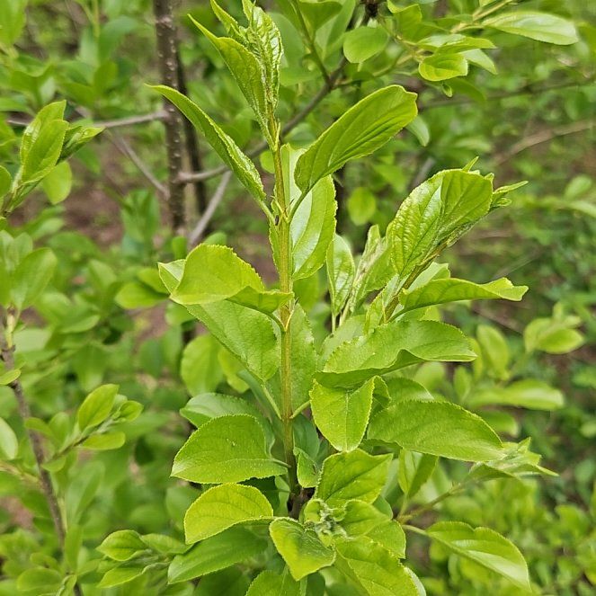 Photo of the plant species Common Buckthorn by @MovingPetunia38 named Gregarious on Greg, the plant care app