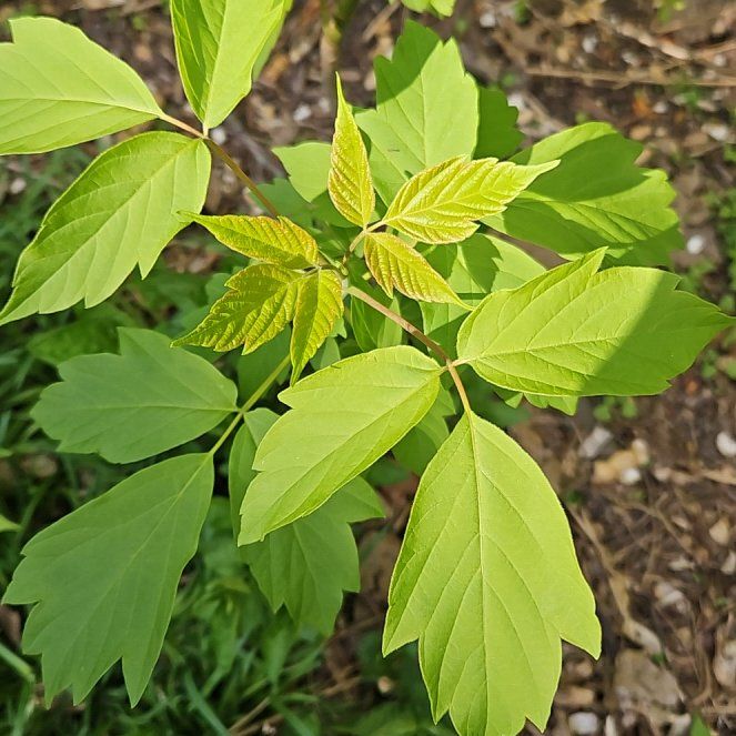 Photo of the plant species Box Elder by @MovingPetunia38 named Tolkien on Greg, the plant care app