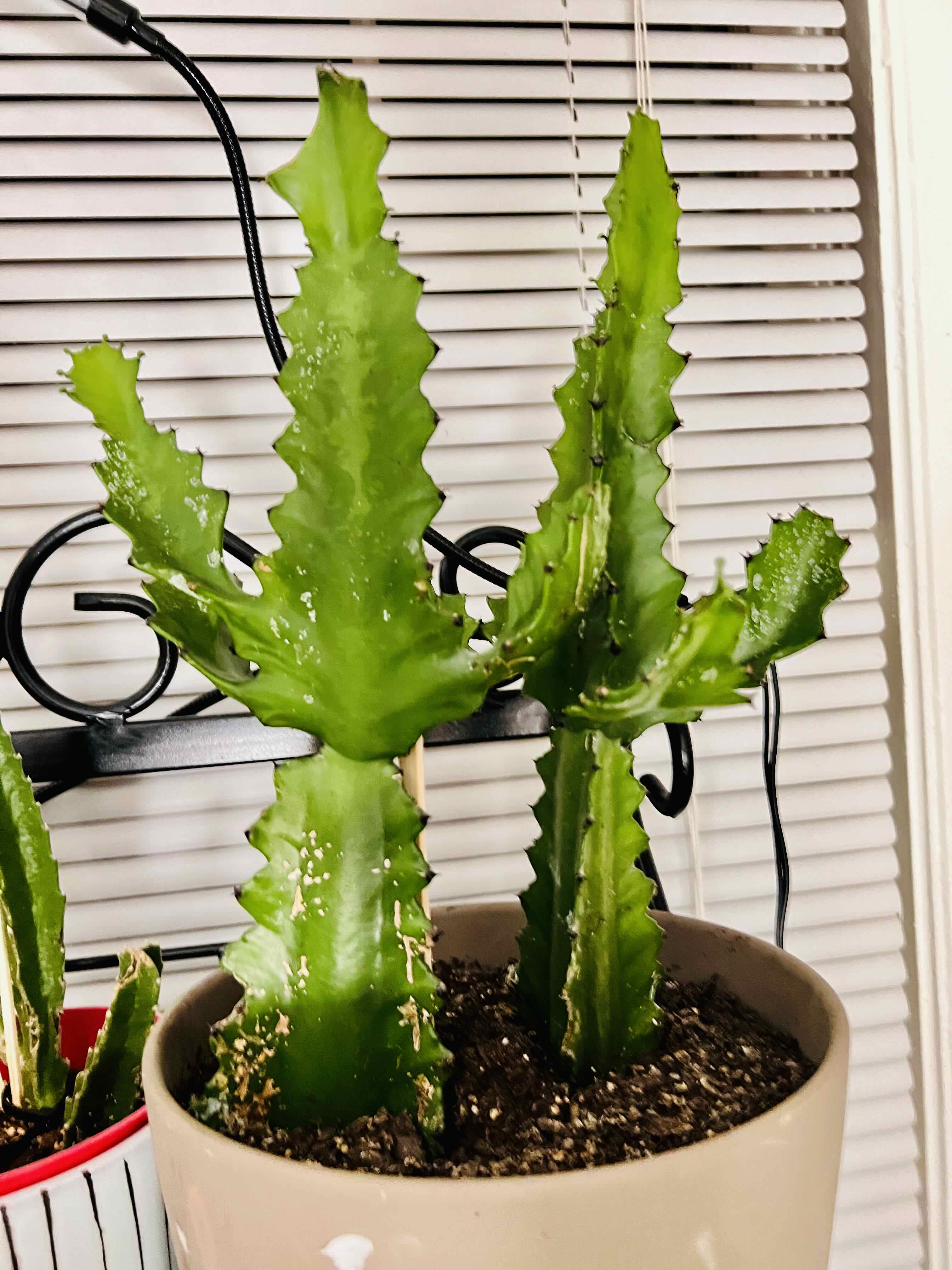 Planty