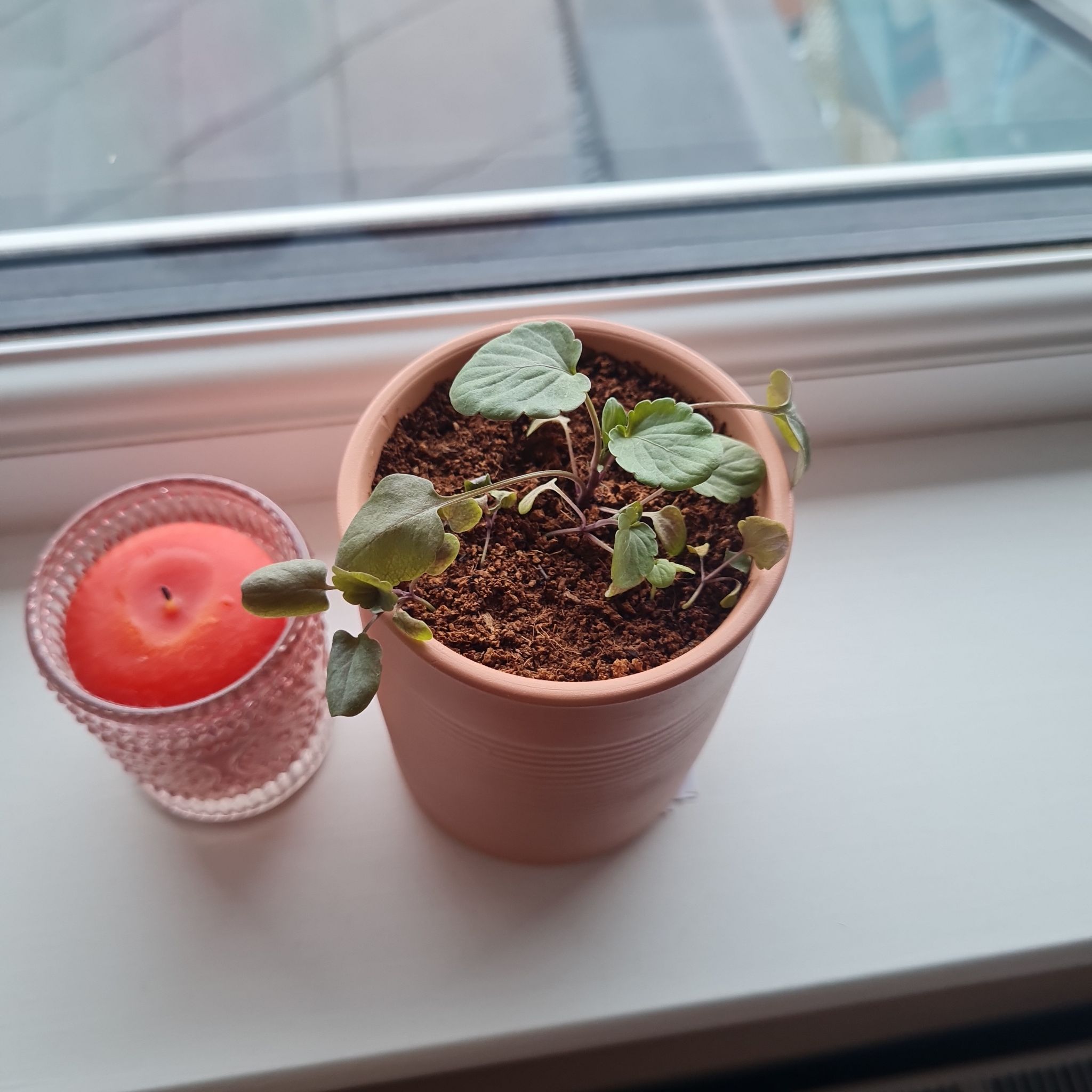 Photo of the plant species Pansy by @RichBayleaftree named Mochi on Greg, the plant care app