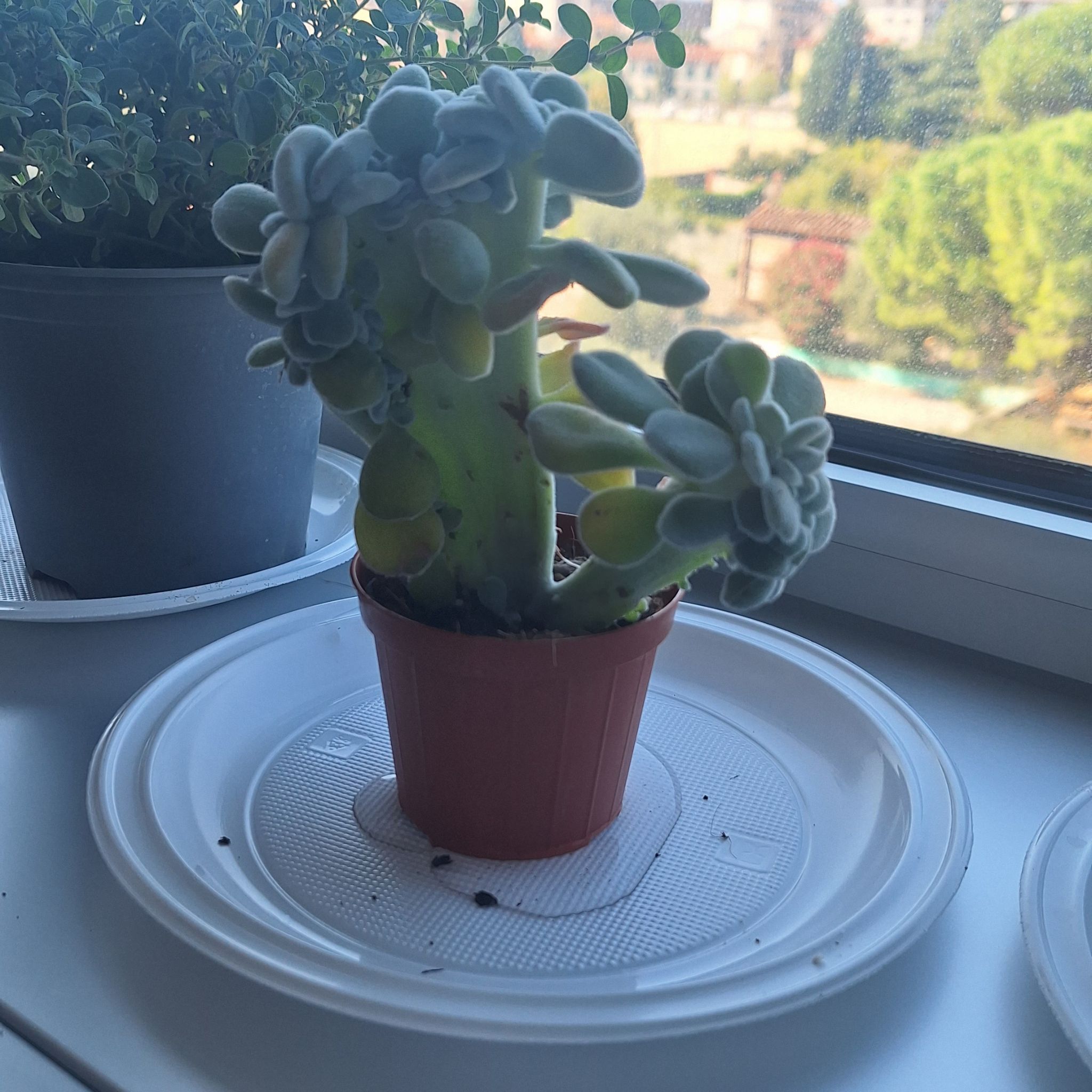 Photo of the plant species Crested Frosty Echeveria by @WinKoreanazalea named Soggetto on Greg, the plant care app