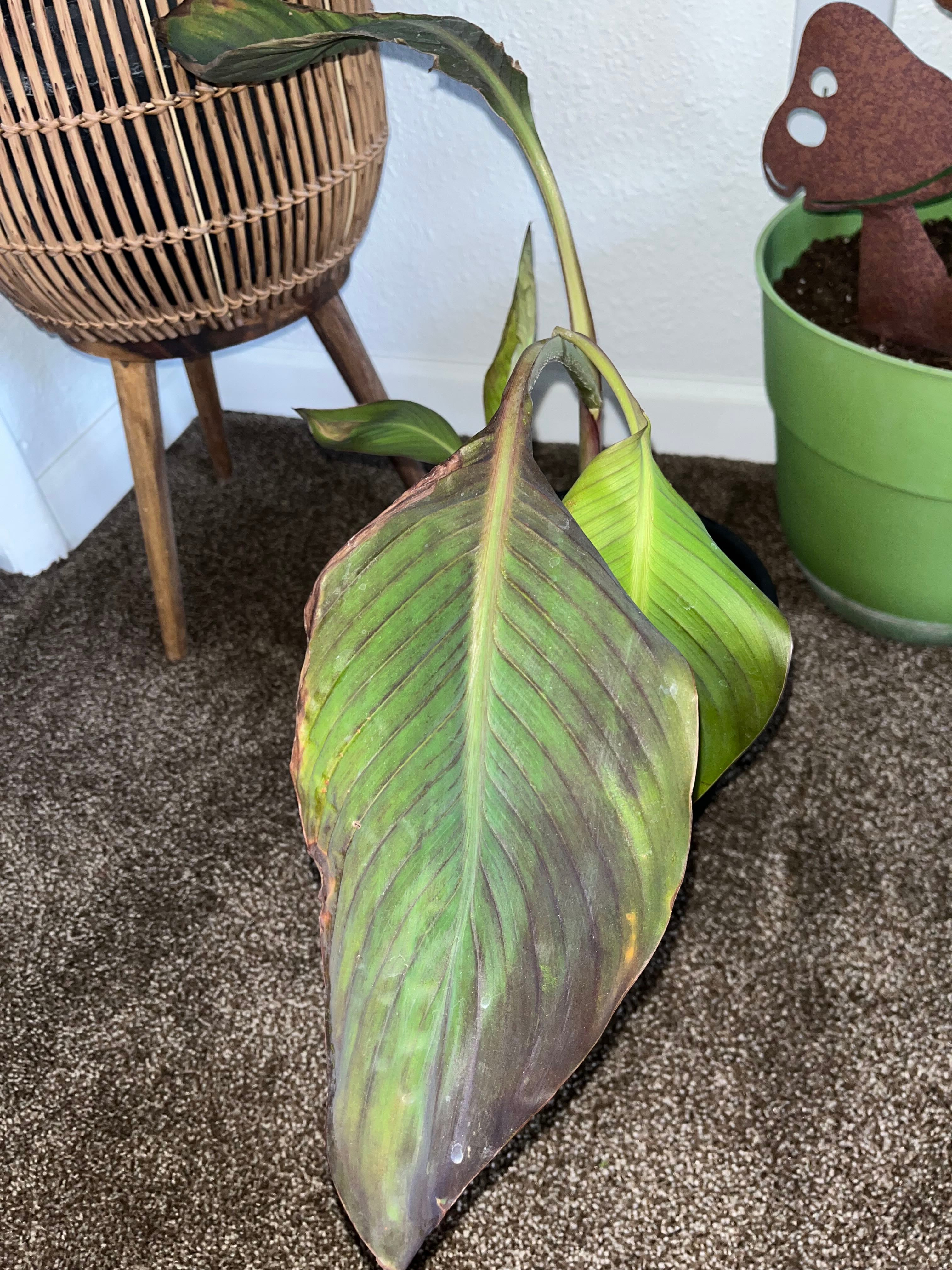 The Complete Canna 'Sunlover' Plant Care Guide Water, Light & Beyond