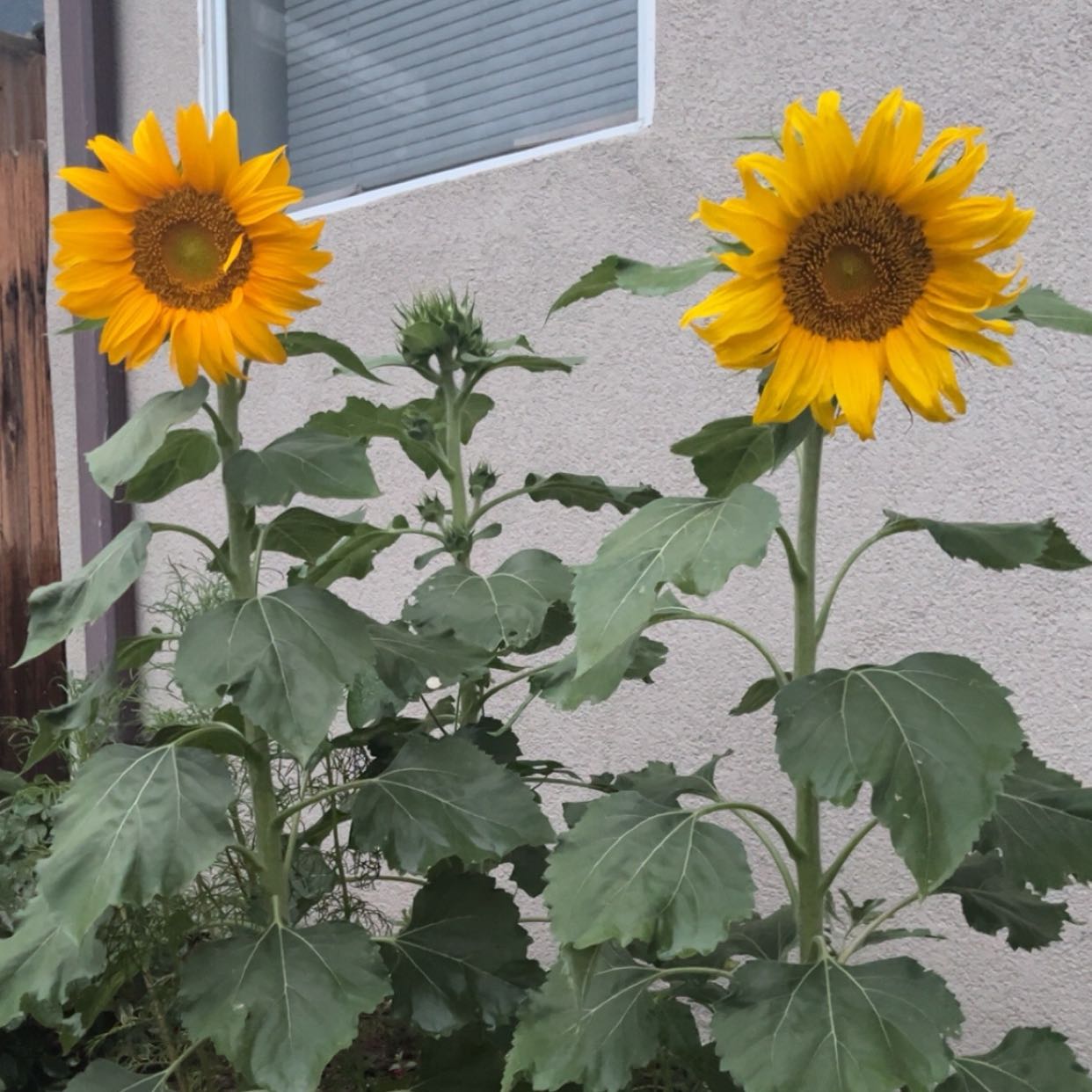 Sunshine’s