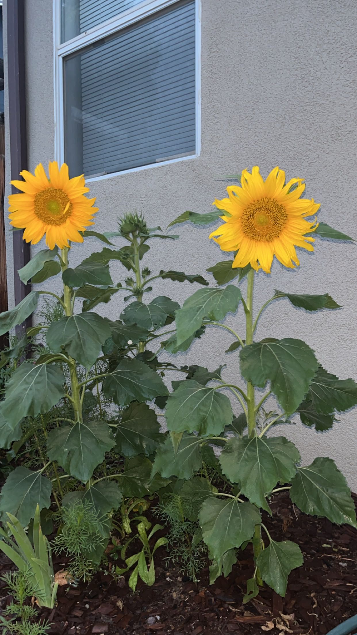 The Complete Helianthus 'Golden Jubilee' Plant Care Guide Water, Light