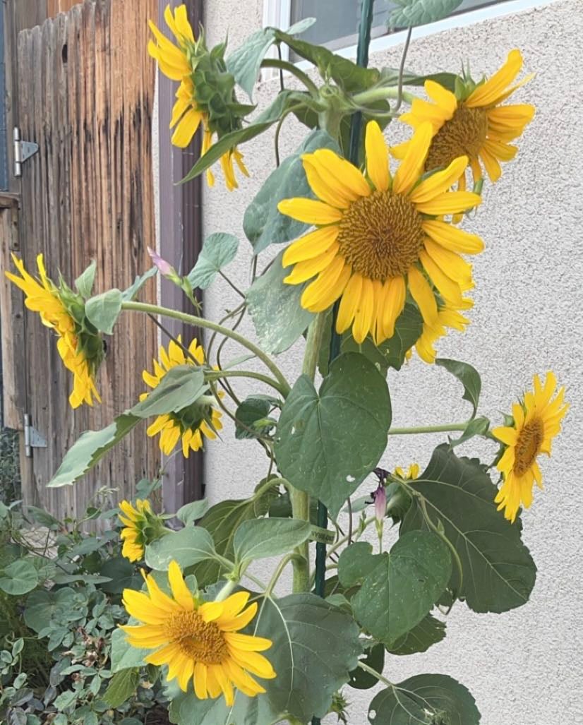 Best Potting Soil Mix for Autumn Beauty Sunflower 🌻