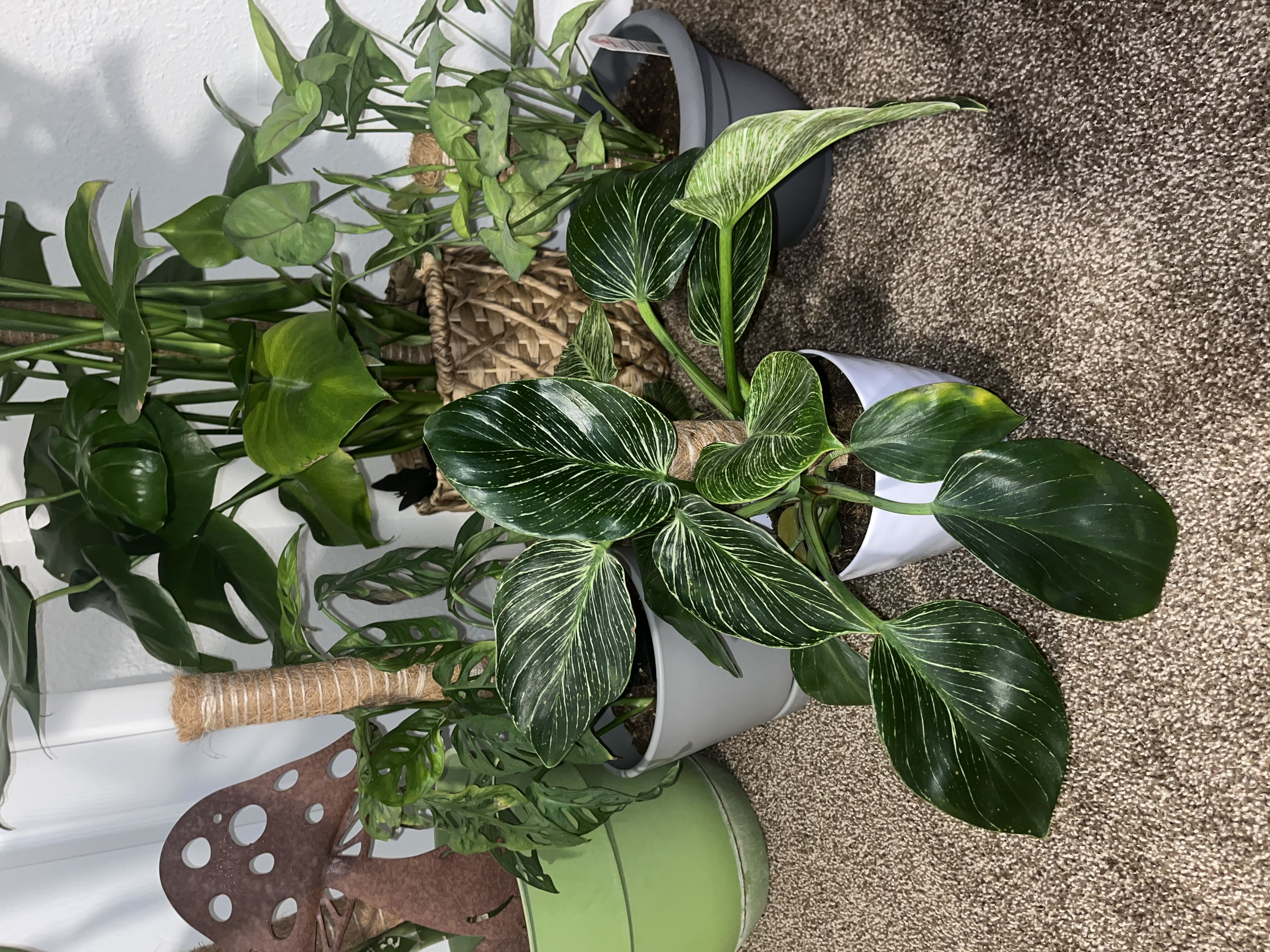 Photo from the post