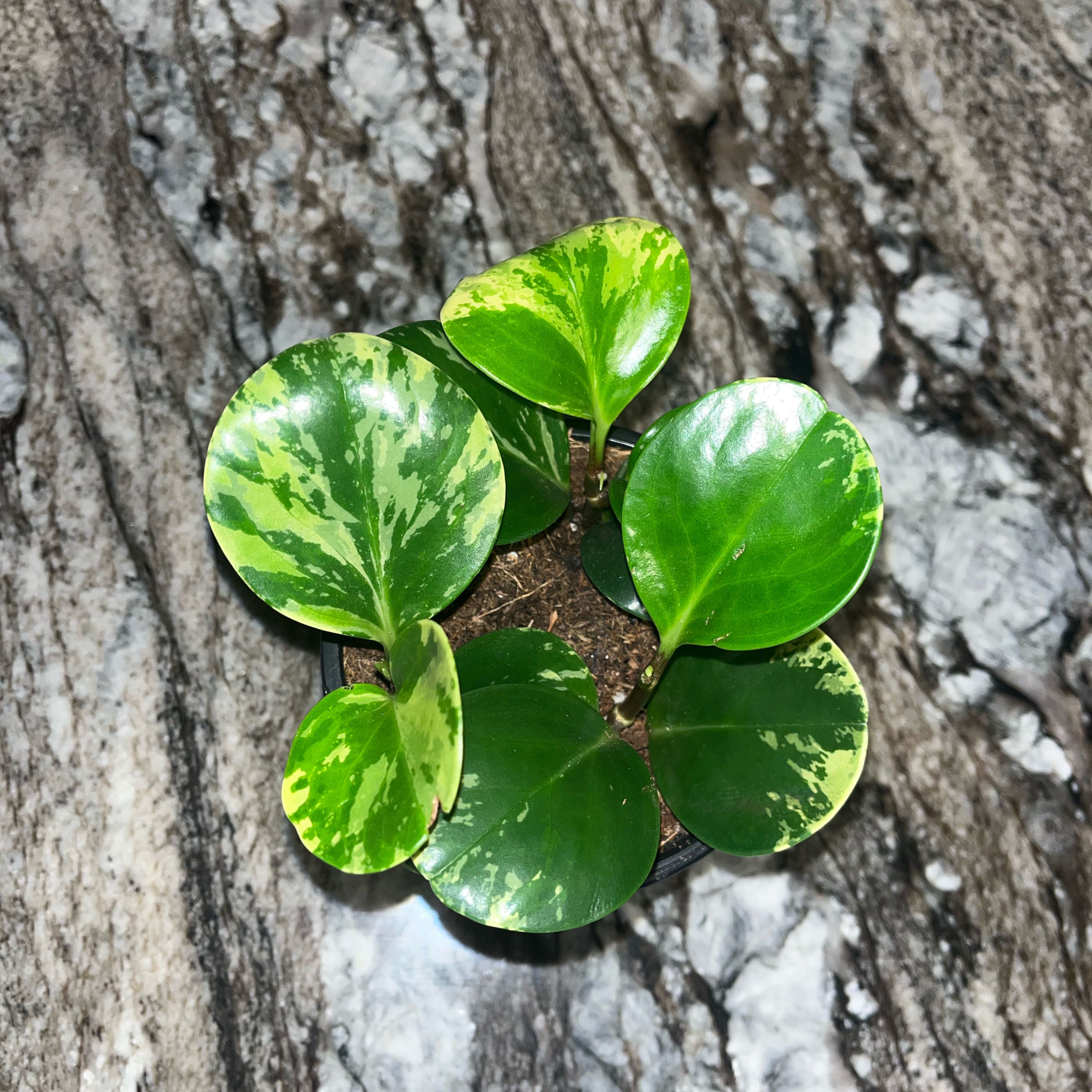 Photo of the plant species Marble Peperomia by @Chariisma named Lebron on Greg, the plant care app