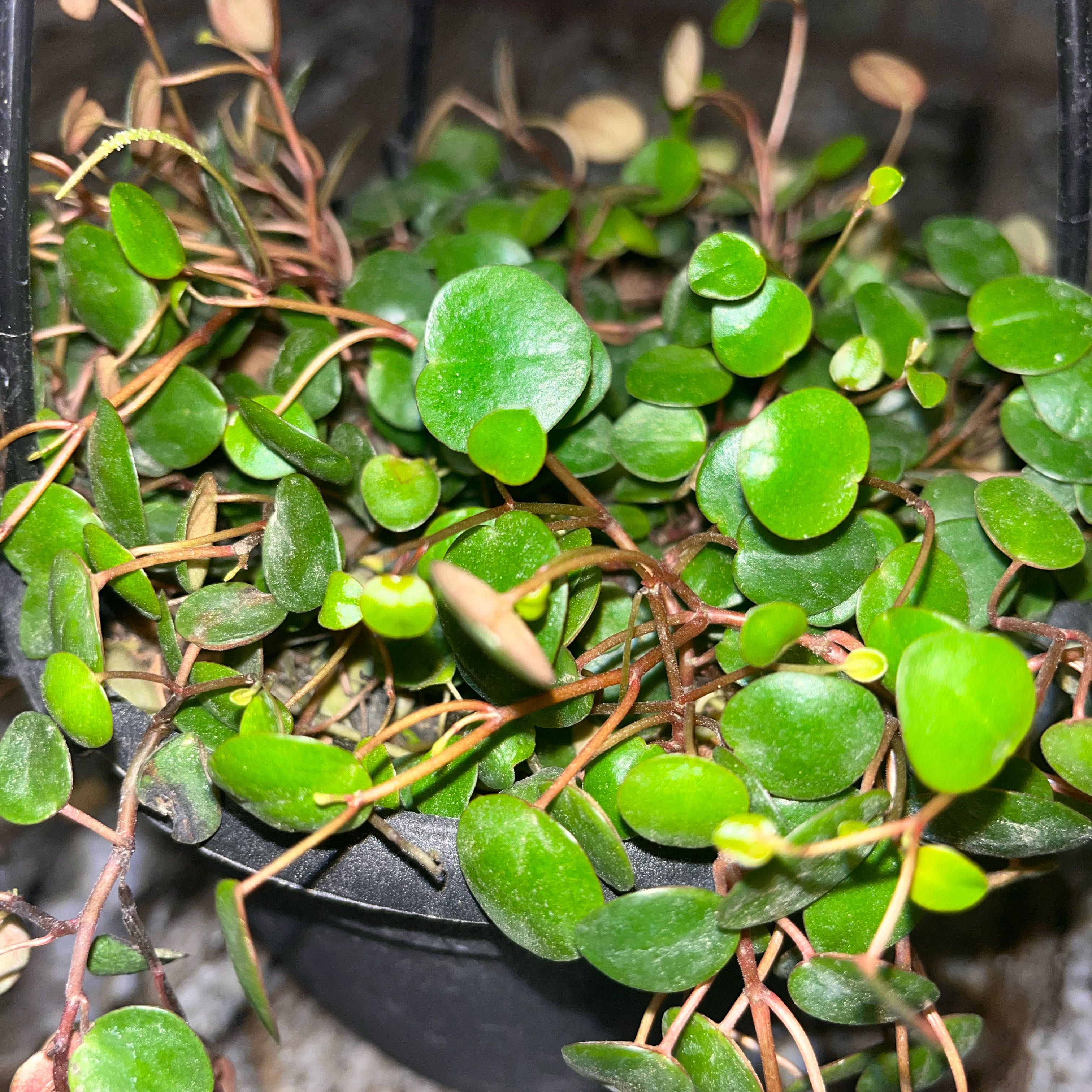 Photo of the plant species Muehlenbeckia Complexa by @Chariisma named Girlfrond on Greg, the plant care app