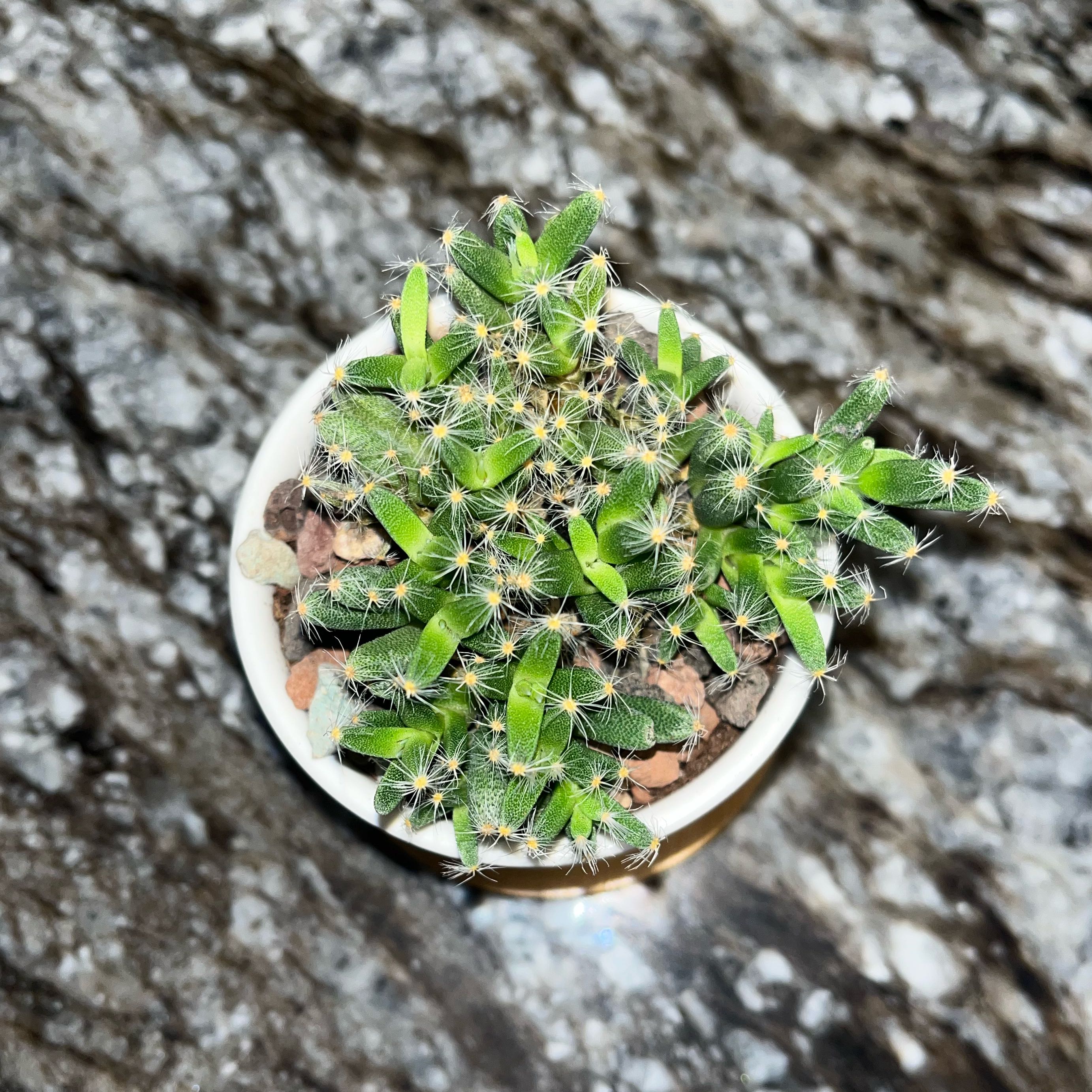 Photo of the plant species Miniature Desert Rose by @Chariisma named Rosita on Greg, the plant care app