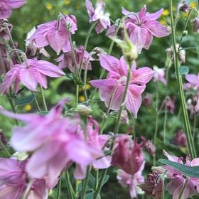 Photo of the plant species European Columbine by @NeatTamarack named Girlfrond on Greg, the plant care app