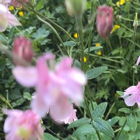 Photo of the plant species European Columbine by @NeatTamarack named Nemo on Greg, the plant care app