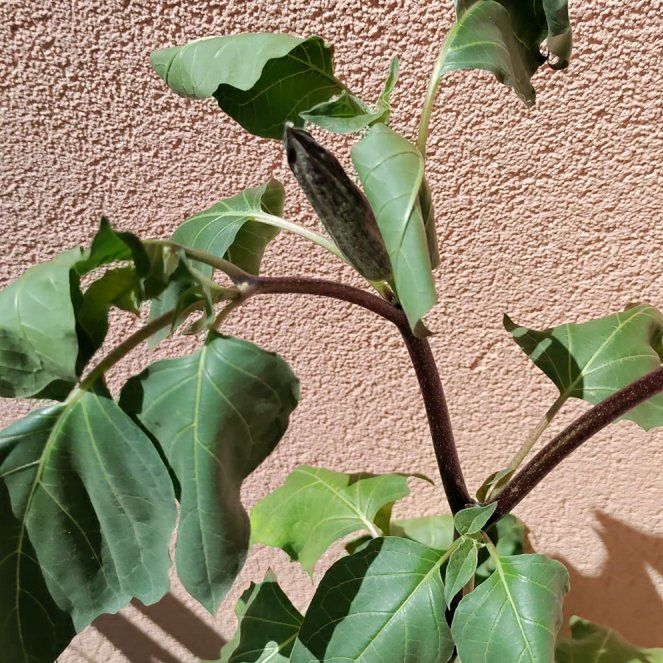Photo of the plant species Devil's trumpet by @KeyYellowbird named Datura on Greg, the plant care app