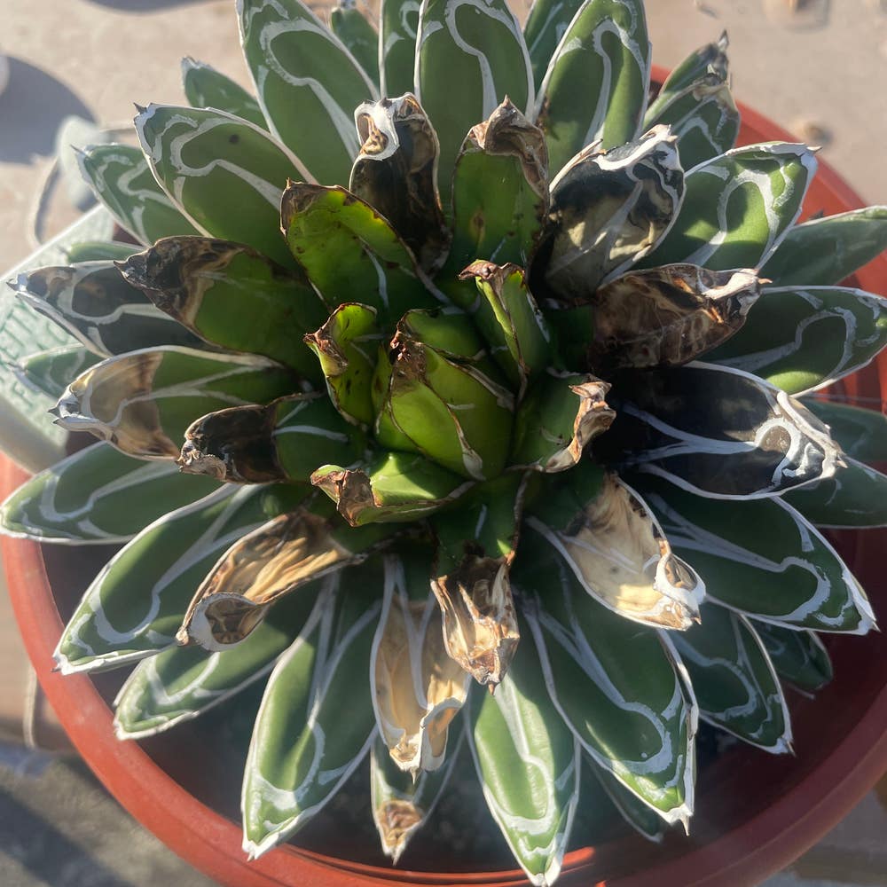 Agave 'Snow Glow': How Much Water & Light Does it Need to Agave 'Snow Glow': How Much Water & Light Does it Need to