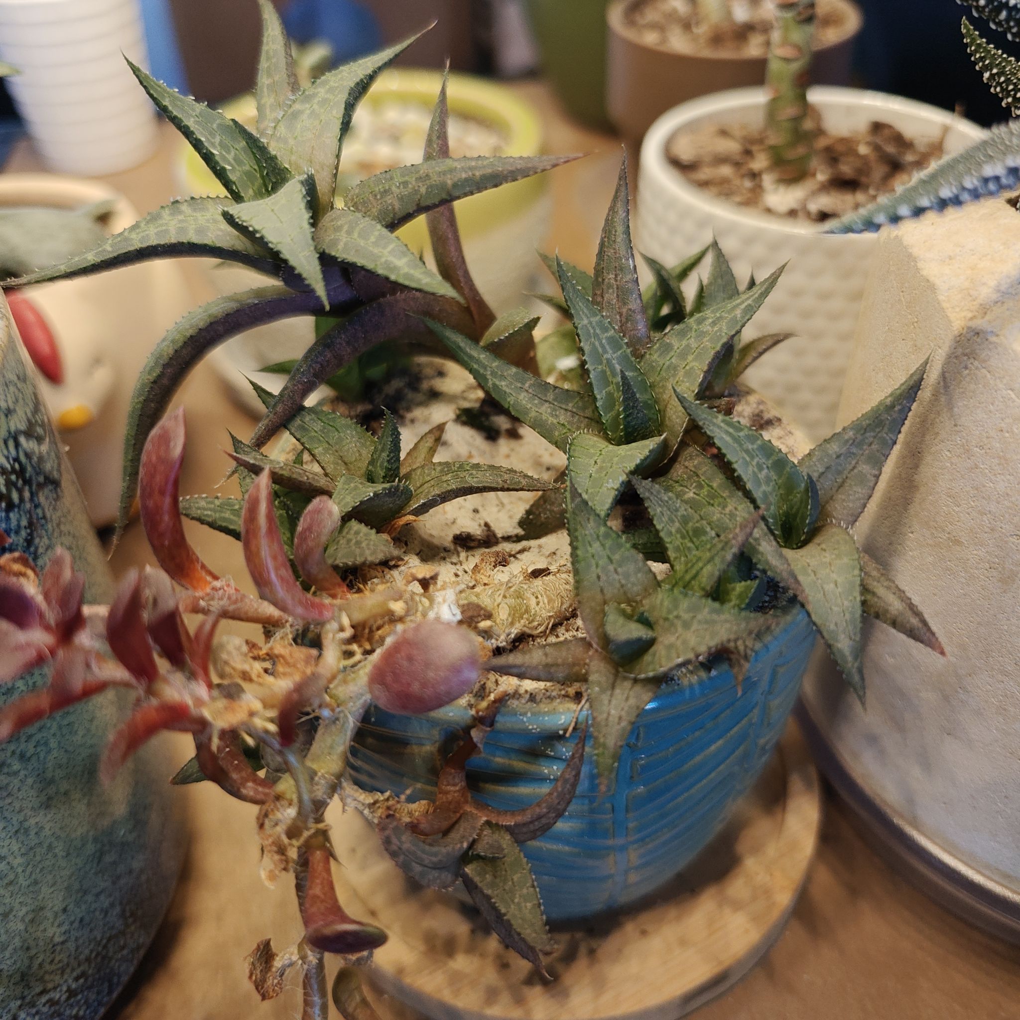 Photo of the plant species Haworthia tesselata by @EagerRedclover named Madonna on Greg, the plant care app