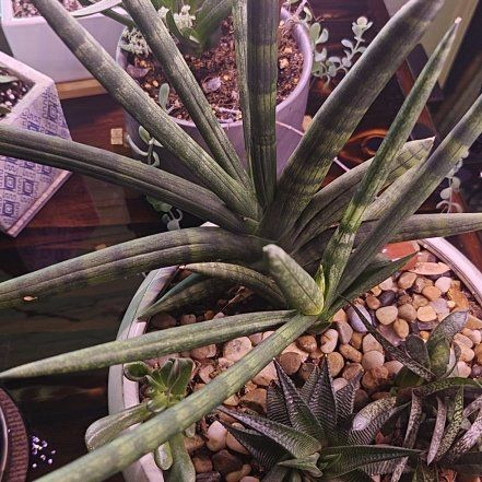 Photo of the plant species Dracaena suffruticosa by @EagerRedclover named Anne on Greg, the plant care app