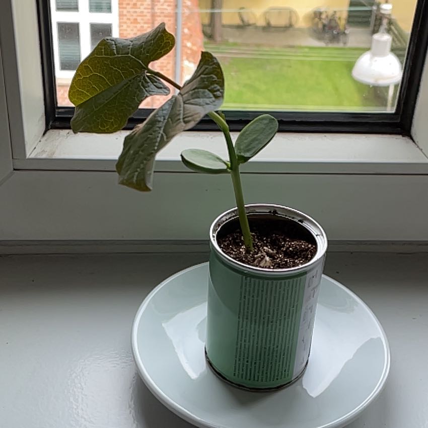 Photo of the plant species Sword Bean by @AngelJerseytea named Tolkien on Greg, the plant care app
