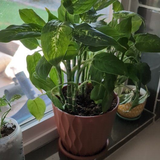 Photo of the plant species Dieffenbachia 'Cool Beauty' by @FancyFoxgrape named Root Badersginsberg on Greg, the plant care app