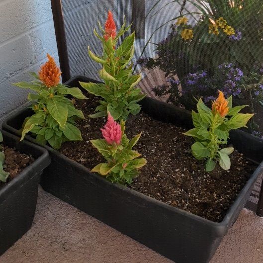 Photo of the plant species Celosia by @FancyFoxgrape named Hemingway on Greg, the plant care app